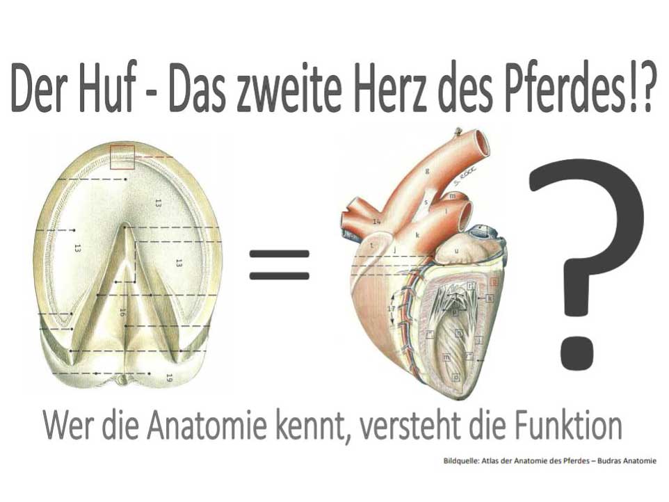 Der Huf – Das zweite Herz des Pferdes ?!